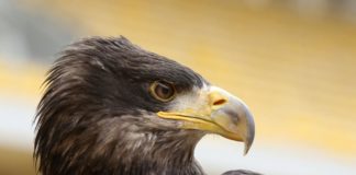 Ἡ ἀπωθημένη ἐνοχὴ καὶ τὸ φαινόμενο τῆς προβολῆς