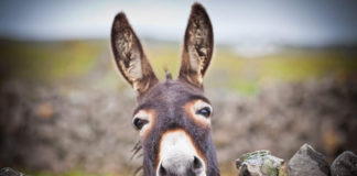 Η τίγρης και ο γάιδαρος