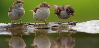 Μια συγκινητική ιστορία – Νηστεύουν τα σπουργίτια;
