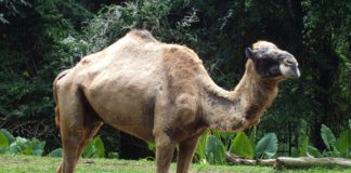 Ο Ληστής, η καμήλα και ο ασκητής