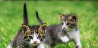 Τα πεινασμένα γατάκια του Αγ. Παισίου