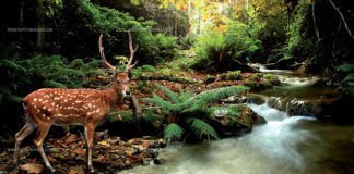 Αποβάλλοντας το φαρμάκι της αμαρτίας…