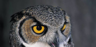 Ποια μάτια βλέπουνε καλύτερα…