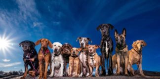 Ευγνωμοσύνη