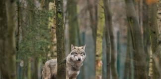 Η μάχη στην ψυχή του ανθρώπου (οι δυό λύκοι)