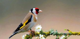 To Συγγνώμη και το Συγχώρα με