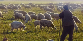 Τον έσωσε η καθαρότητα και η αθωότητα της ψυχής του βοσκού