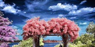 Η αγάπη μέσω της αρρώστιας