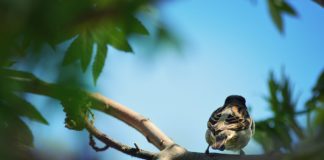 Τουργκένιεφ Ι.Σ.: Το Σπουργίτι