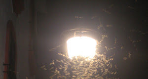 Το δηλητήριο