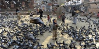 Τα περιστέρια και τα παιδιά