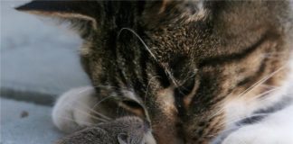 Οι γάτες του Γέροντα Παϊσίου