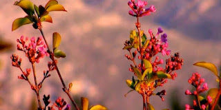 Άγιος Παΐσιος : Η Προσευχή είναι σαν το λεωφορείο που πρέπει να φεύγει γεμάτο