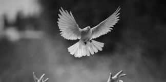 Τί κρύβεται πίσω ἀπό τίς ἐντολές Του..;