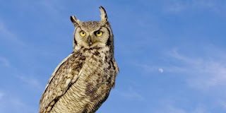 Μάθημα από την κουκουβάγια – Άγ. Γρηγόριος ο Θεολόγος