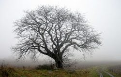 Ο Θεός υπερηφάνοις αντιτάσσεται, ταπεινοίς δε δίδωσι χάριν