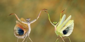 Να δοξάσεις τον δημιουργό Θεό, διότι η σοφία που υπάρχει σε όσα έγιναν, είναι ανώτερη από την διάνοιά σου