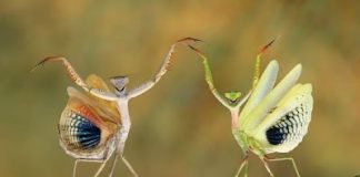 Να θαυμάζεις τον Κύριο βλέποντας την κτίση – Αγ.Ιωάννης ο Χρυσόστομος