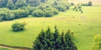 Δενδροτειχισμένη Εκκλησία