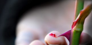 Μόλις ένα πάθος σου εμφανιστεί αμέσως ξερίζωσέ το