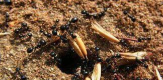 Το μυρμήγκι περιμένει να γίνη το σιτάρι, και η κενοδοξία να συναχθή ο πνευματικός πλούτος… – Αγίου Ιωάννου Σιναϊτου