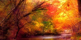 Χαρισματική οδός