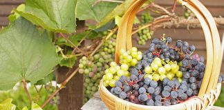 Και μας πιάνει τότε ντροπή για την ολιγοπιστία μας!