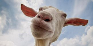 Θέλω να ψοφήσει ο γείτονας για να του πάρω την κατσίκα