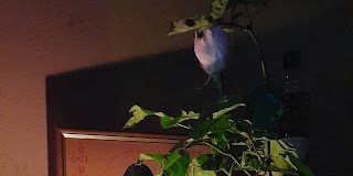 Το κελλί του Χατζηεφεντή μάζευε όλο τον πόνο των πονεμένων ανθρώπων…