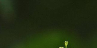 Ακολουθεί κι άλλη γενιά…