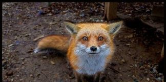 Δε γερνάς όταν ασπρίζουν τα μαλλιά σου, μα όταν μαυρίζει η καρδιά…