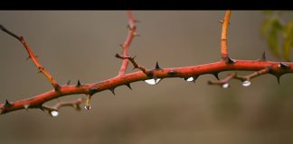 Το μεγαλείο της θείας πρόνοιας