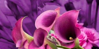 Μεγάλη Τρίτη