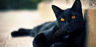 Περί δεισιδαιμονίας και δεισιδαίμονα