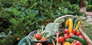 Τροφή και περιβολή