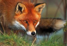 Αίσωπος – Η αλεπού με την κομμένη ουρά