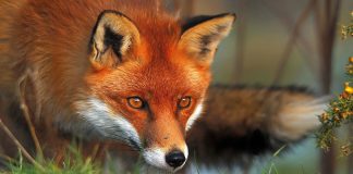 Αίσωπος – Η αλεπού με την κομμένη ουρά