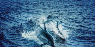 Το ψάρι του καπετάνιου