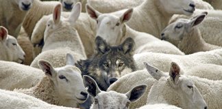 Έξω απ’ το μαντρί υπάρχει ο λύκος