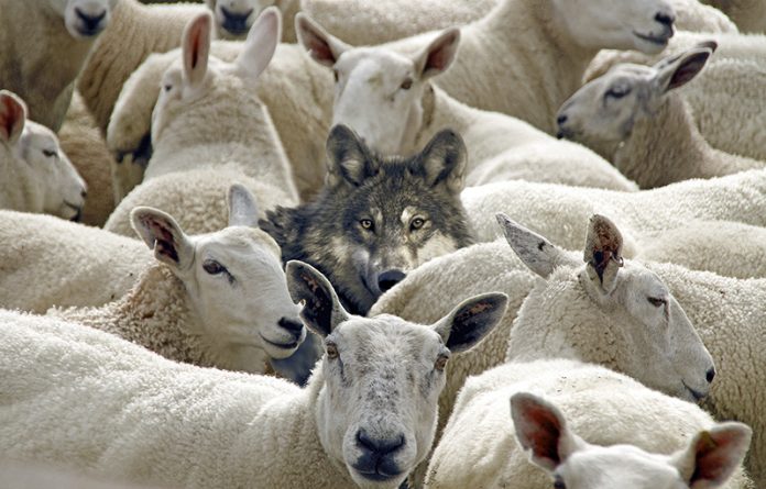 The-Wolf-Shepherd_1_ID_1375989