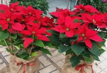 Αλεξανδρινό: «Δώρο στο Χριστό» – Συγκινητικό διήγημα