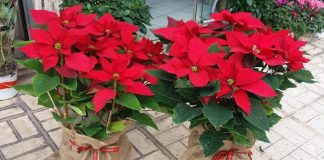 Αλεξανδρινό: «Δώρο στο Χριστό» – Συγκινητικό διήγημα